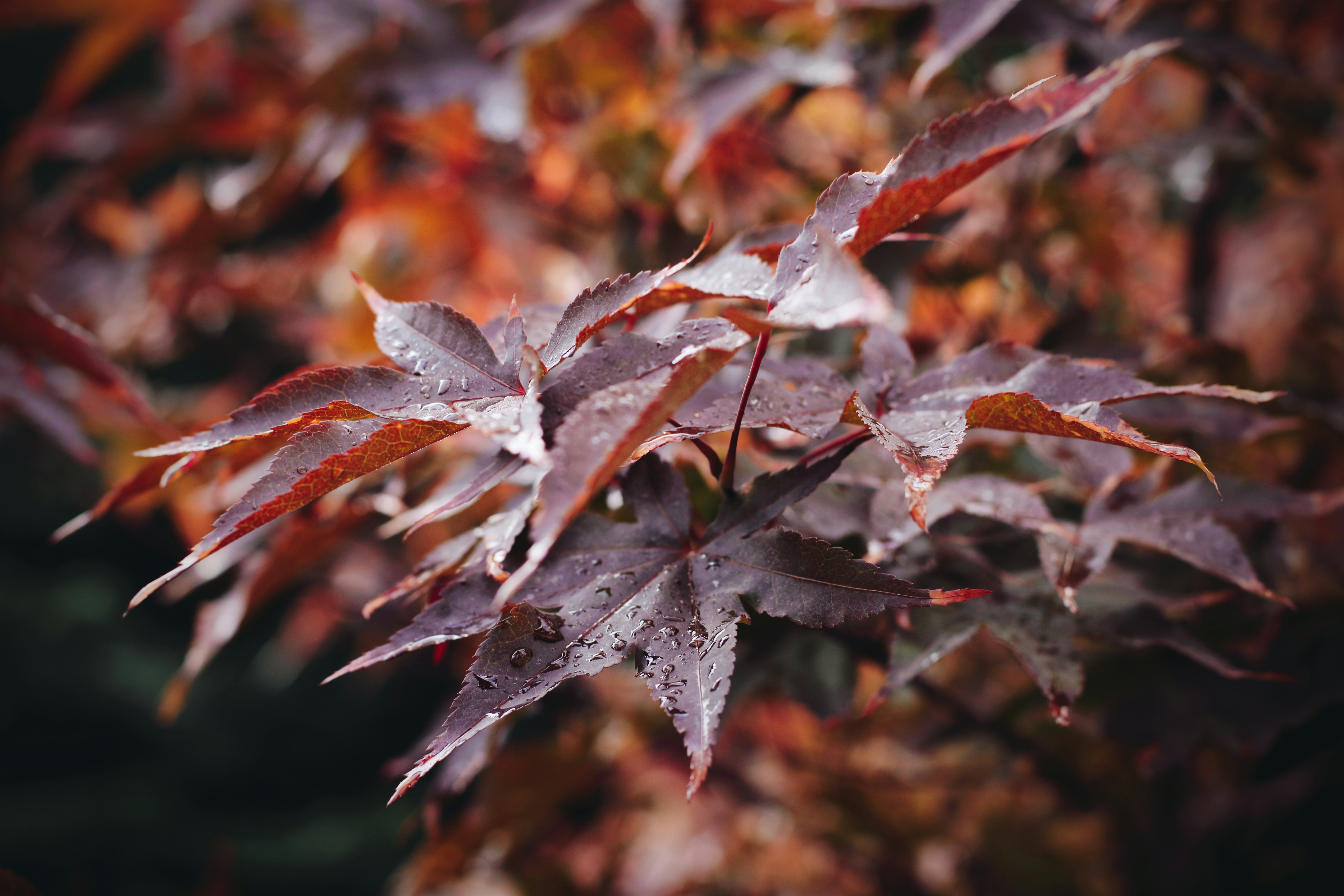 shallow photography of brown plants